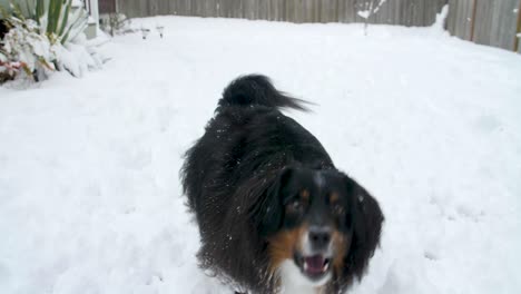 Miniatur-australischer-Schäferhund,-Der-Draußen-Im-Schnee-Spielt