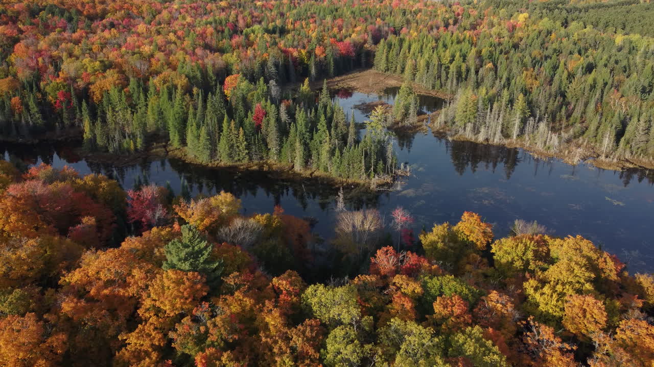 agua ribera copa de los árboles color bosques pantano