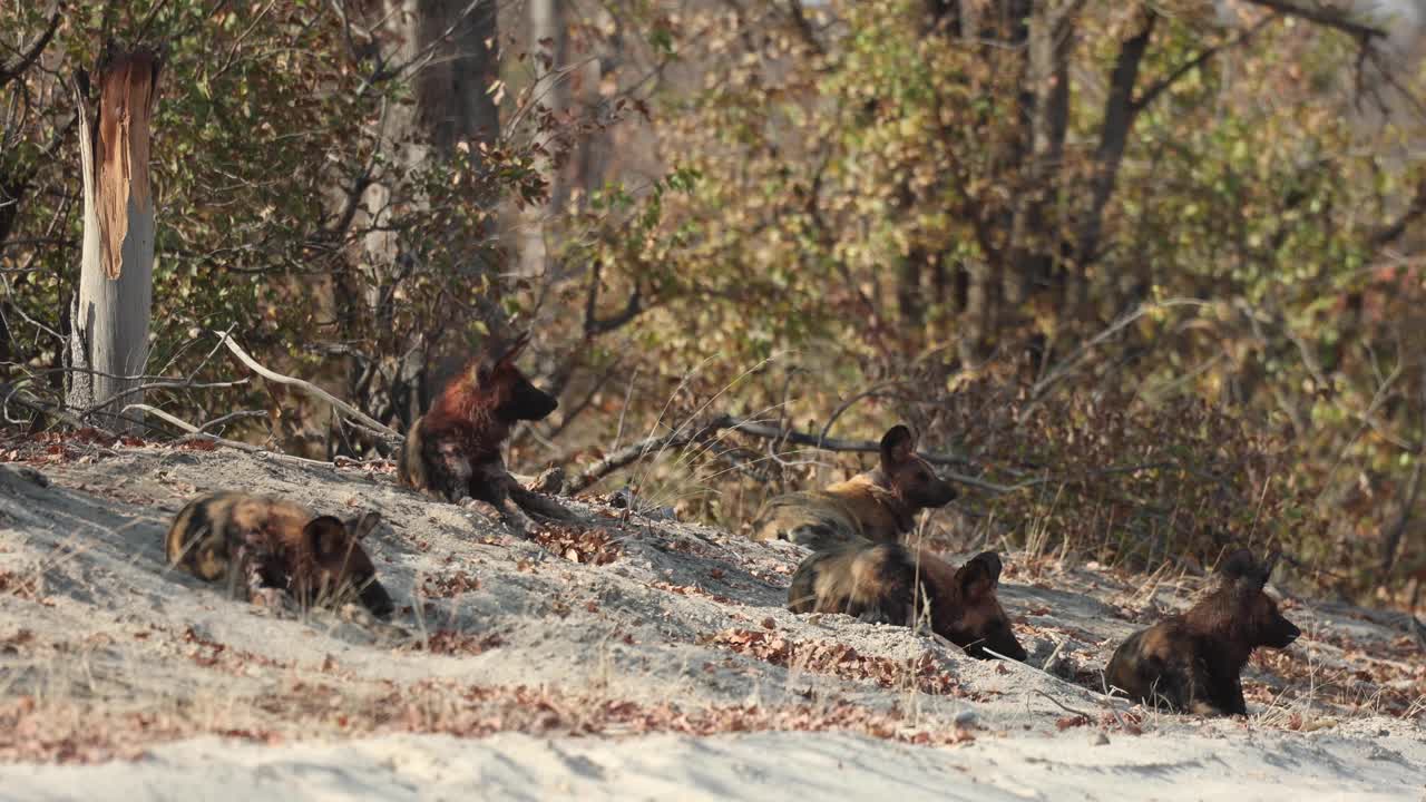 clip ancho de una manada de perros salvajes africanos en peligro de extinción descansando a la sombra, khwai botswana