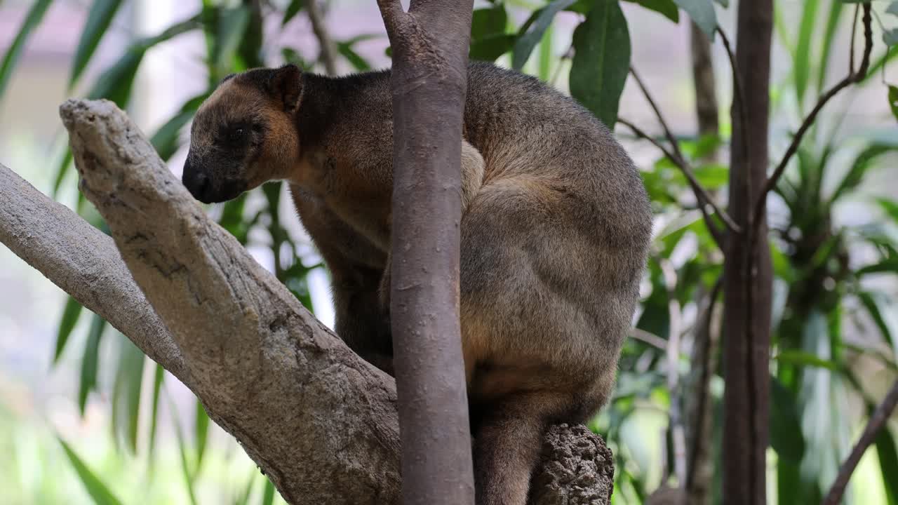 canguro de árbol subiendo a un árbol en un bosque exuberante