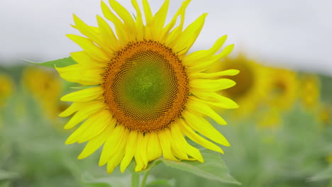 Moving-in-shot-of-a-sunflower-in-the-field-blossomed-in-full-yellow-under-a-overcast-sky-closeup