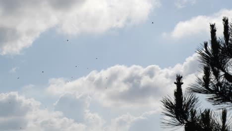 cielo azul con nubes blancas árboles en primer plano