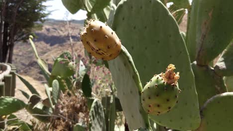 fruta de cactus y flor en el desierto en españa