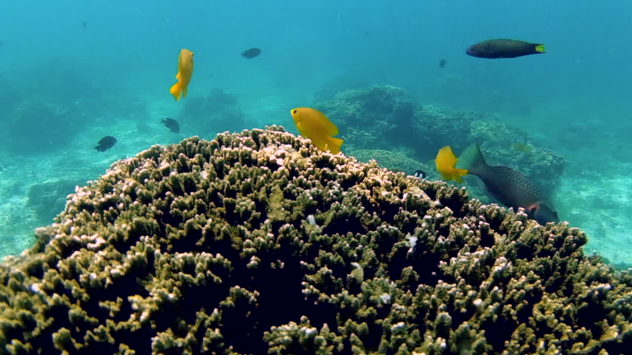 Tropical Fishes And Coral Reef Under The Ocean - Marine Life - underwater