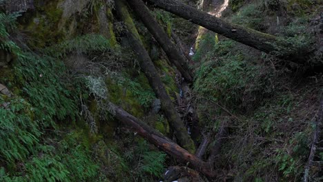 Moving-through-a-green-mountain-ravine-full-of-grass-and-ferns