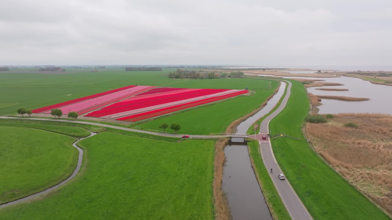 Vista aerea di fiori vivaci che contrastano con cieli grigi nei Paesi Bassi