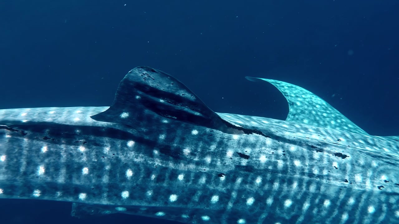 Extreme close up of the unique skin pattern of a whale shark swimming past, Sogod Bay, Southern Leyte, Philippines.