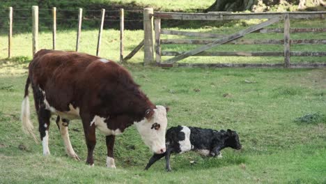 first few steps of a recently born calf