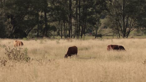 cattle feeding in long grass in the scenic rim, queensland, australia