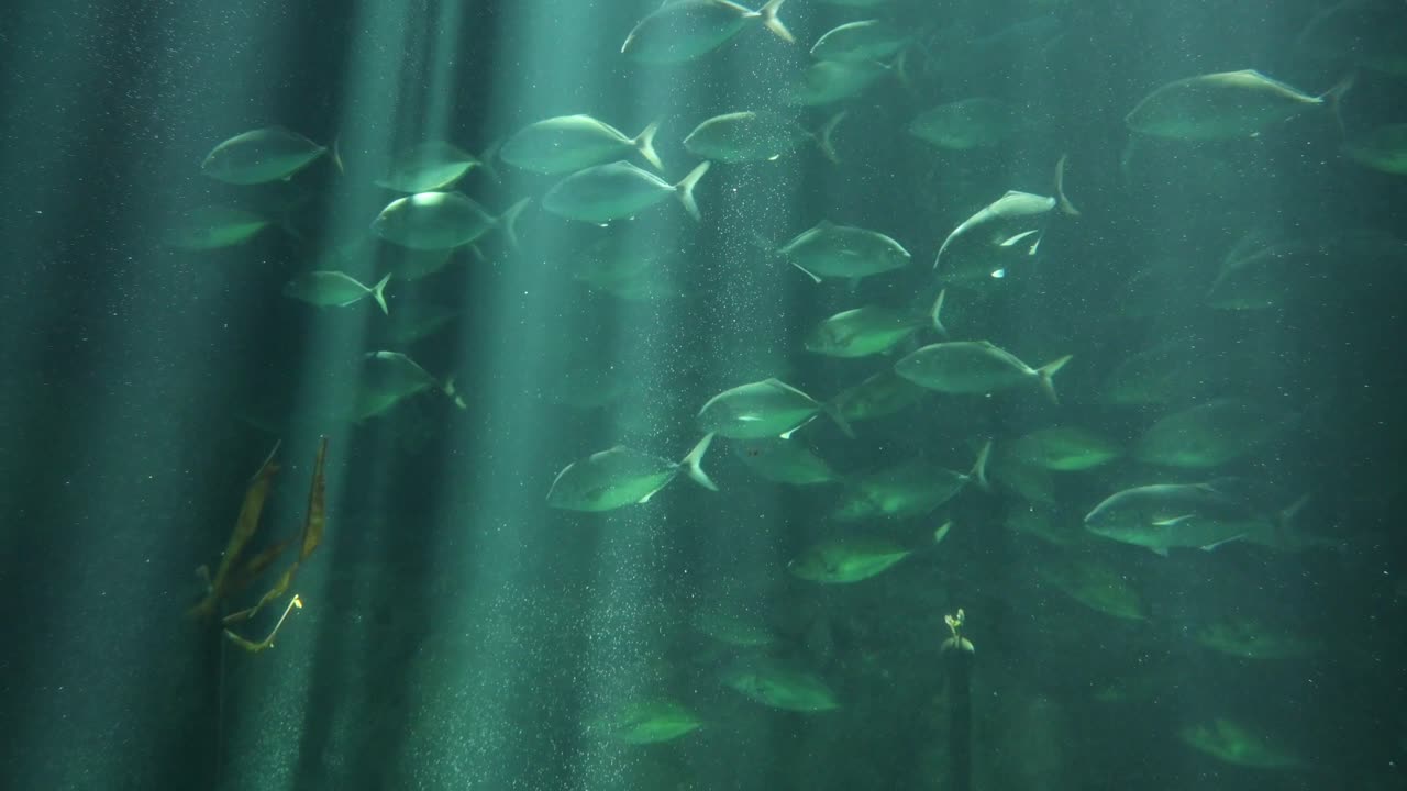 홍콩의 놀이공원과 동물 테마파크 오션파크에 있는 상어 수족관에서 많은 물고기와 상어들이 헤엄치고 있습니다.