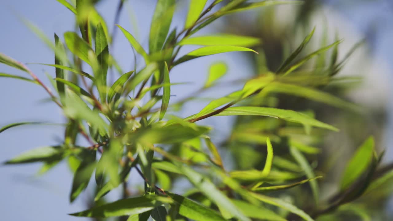 por la tarde imágenes dentro y fuera de foco de un tronco cortado y una rama frondosa cerca de la orilla de zamárdi, lago balaton