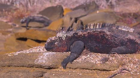 A-marine-iguana-rests-on-lava-rocks-in-the-Galapagos-Islands