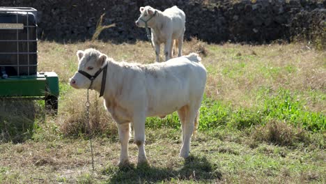 Static-shot-of-chained-calves-grazing-at-farmland-in-Pico-island,-Azores