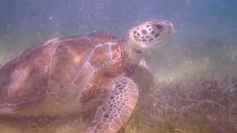tortuga 57