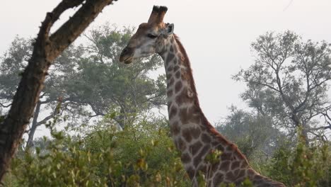 jirafa del cabo masticando el follaje en las praderas del parque nacional kruger