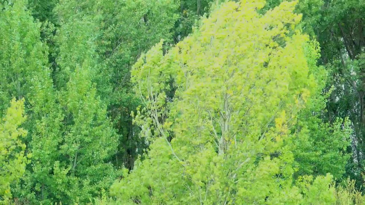 強風の嵐の中で揺れる白樺の木々