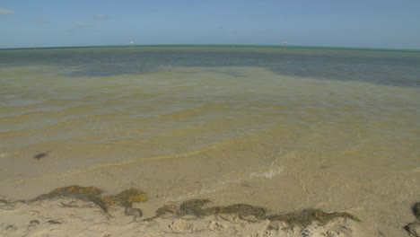 key west sand beach sea weed