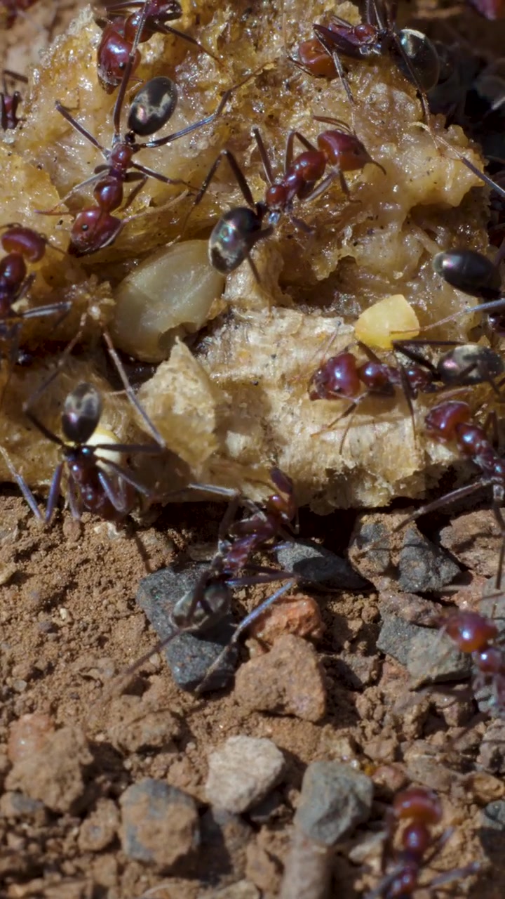 Primo piano macro di formiche che collaborano per raccogliere cibo su terreno illuminato dal sole, con profondità di campo ridotta.