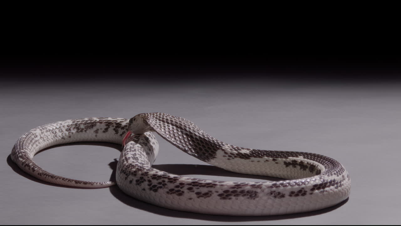 Spitting cobra close up on backdrop nature documentary