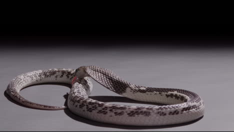 cobra escupido de cerca en el telón de fondo documental de la naturaleza