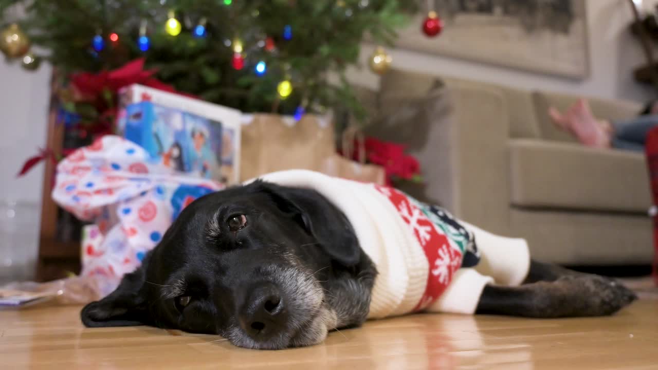 크리스마스 선물 과 장식 된 나무  에 땅 에 누워 있는 크리스마스 테마 의 스웨터 를 입은 잠자는 검은 노인 라브라도르 개