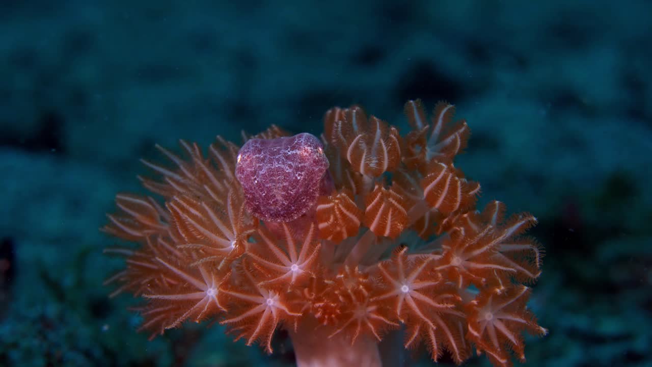 sepia plangon sepia de luto escondida en pólipos de coral lembeh 4k 25fps