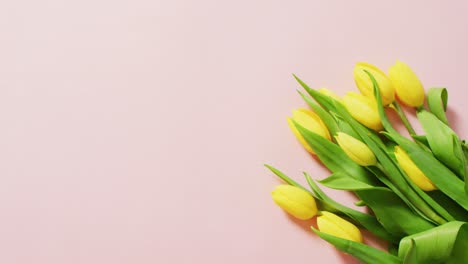 Image-of-yellow-tulips-with-copy-space-on-pink-background