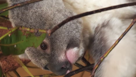 koala eating eucalyptus leaves, vertical close up, brisbane, australia