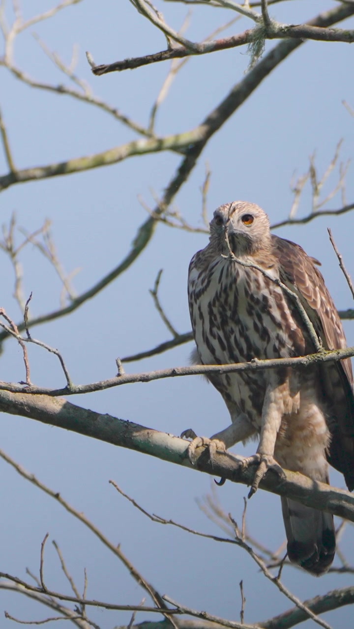 Uma majestosa águia-gavião-de-crista pousa num galho de árvore nu antes de abrir as asas e voar. Fotografada nas florestas selvagens da Índia