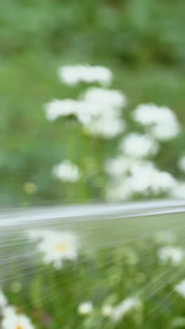 woman is pouring chamomiles by hose outdoors. gardener hand with water hose watering flowers in garden yard. handheld close-up shot. vertical video
