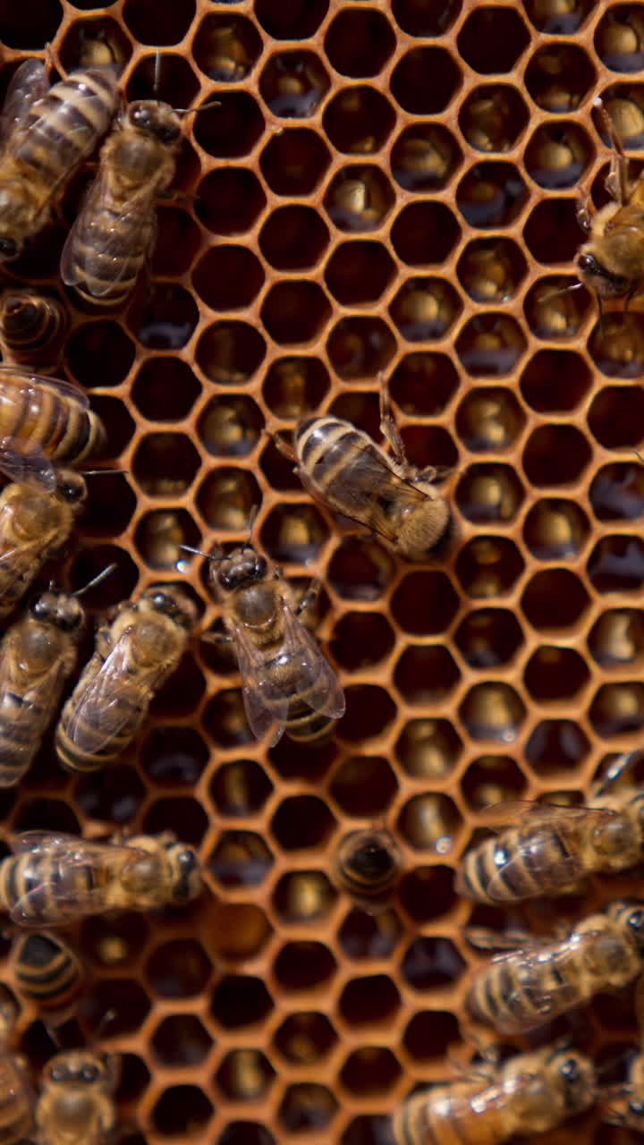 Busy honey insects are crawling on the honeycombs. Bees sealing the cells full of honey with wax. Close up.