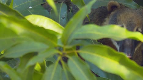 group of coati family with female and young male coatis live in groups called bands in a close up shot