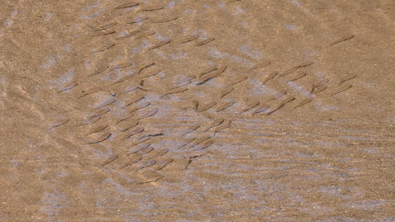 포로푼티우스 특검팀, 포로푼티우스 sp.