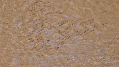 captured from a distance this school of fish making a diagonal formation as the change places while they feed, poropuntius sp