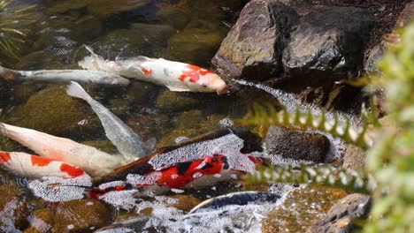 los coloridos peces koi se deslizan a través del agua clara del estanque.