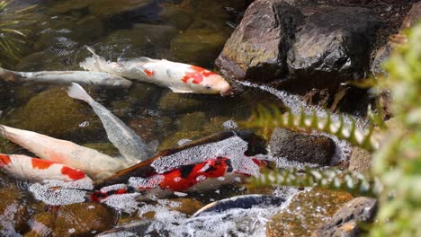 colorful koi fish glide through clear pond water