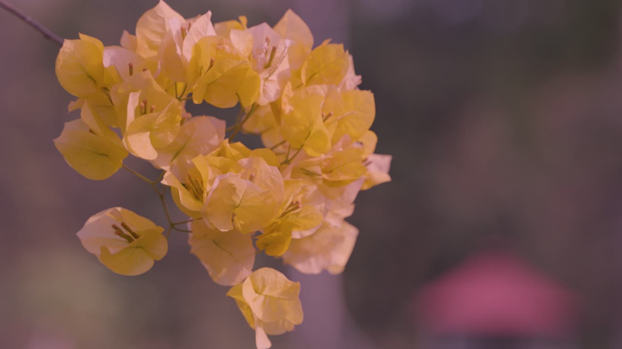 Yellow colour Bougainvillea flowers are blooming.