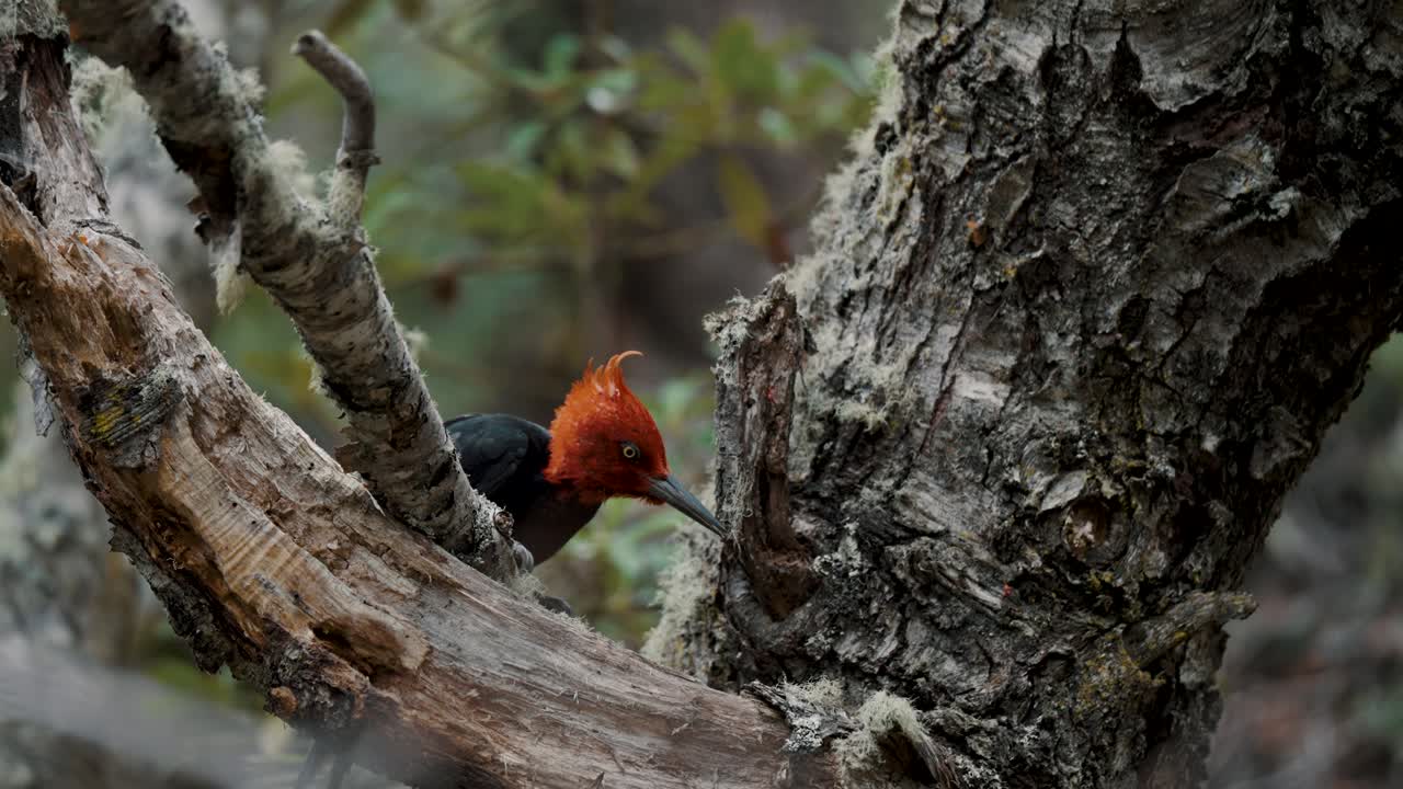 아르헨티나의 테레라 델 푸에로 국립공원 (terra del fuego national park) 에 있는 수 마젤라닉 나무의 근접 사진
