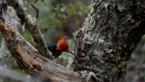 Primer-Plano-Del-Pájaro-Carpintero-Magallánico-Macho-En-El-Parque-Nacional-Tierra-Del-Fuego,-Argentina