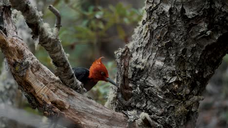 primer plano de un pájaro carpintero magallánico macho en el parque nacional tierra del fuego, argentina