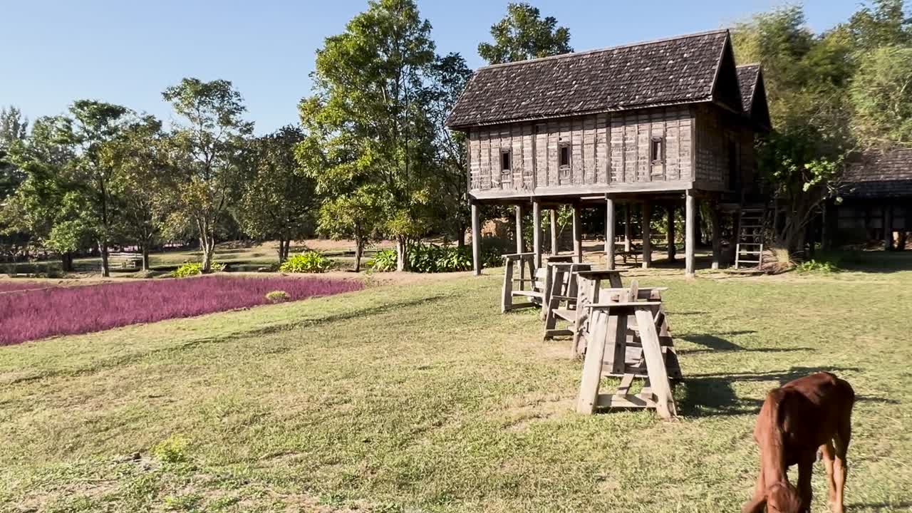 Cows graze peacefully near an elevated wooden house surrounded by lush greenery and a vibrant field.