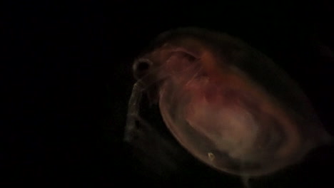 vista microscópica de daphnia, una pulga de agua
