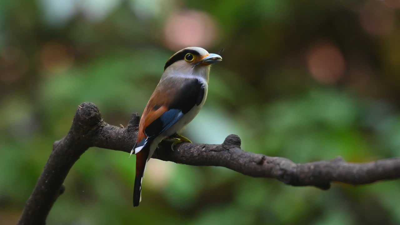 visto desde su lado derecho con comida en la boca lista para entregar, pico de pecho plateado, serilophus lunatus, parque nacional kaeng krachan, tailandia