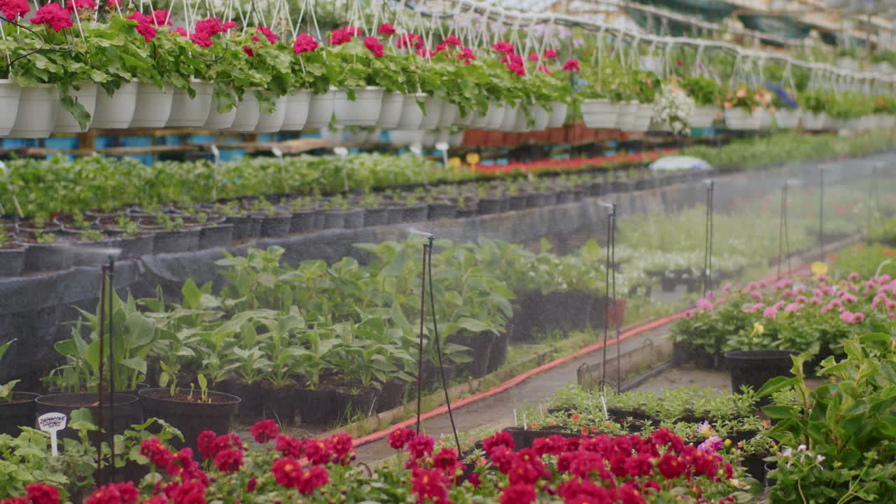 aspersión de agua sobre las plantas con flores en el invernadero