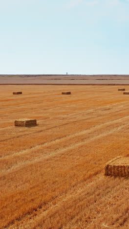 dry wheat field after harvesting. circle over the farmland full of hay bales. agricultural machinery at the backdrop. vertical video