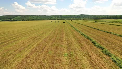 field with bales on the natural background in rural place. wrapped fodder bales of dried grass as animal food to feed domesticated livestock during winter time. camera moves left.