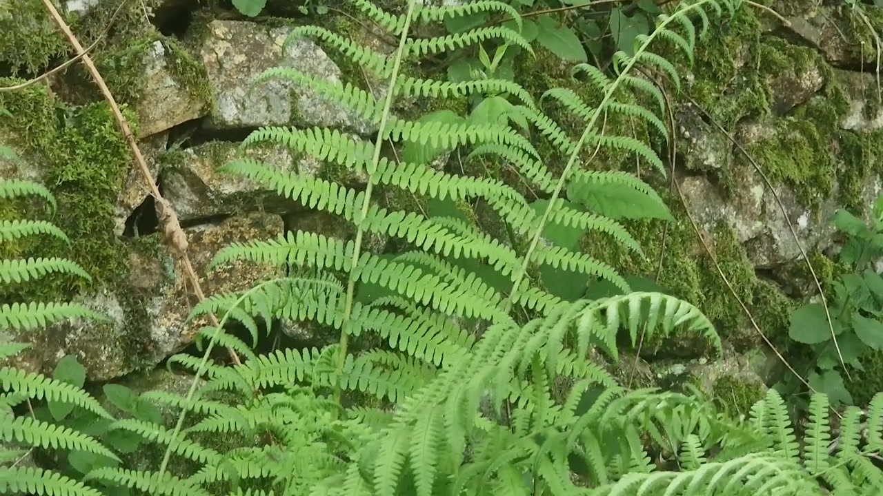 Frondose di felce verde brillante che crescono su un vecchio muro di pietra coperto di muschio