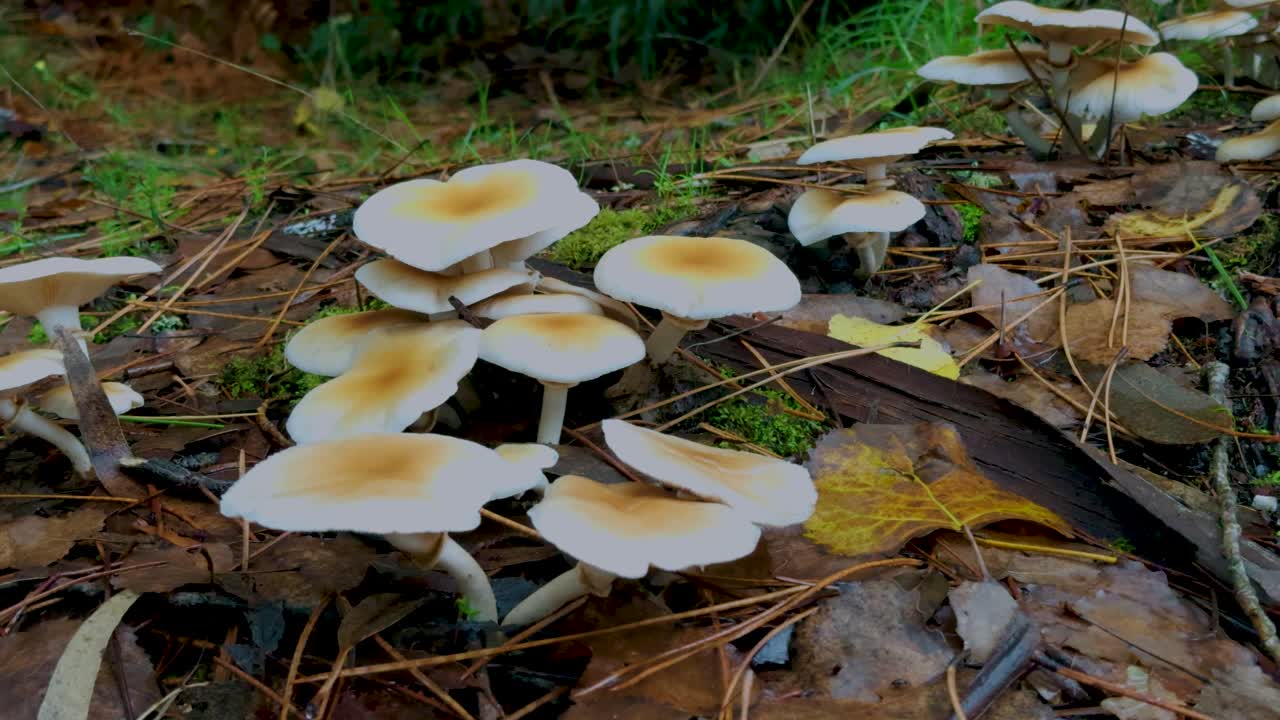 Sliding close-up shot of a cluster of sulphur fungi growing on the forest floor