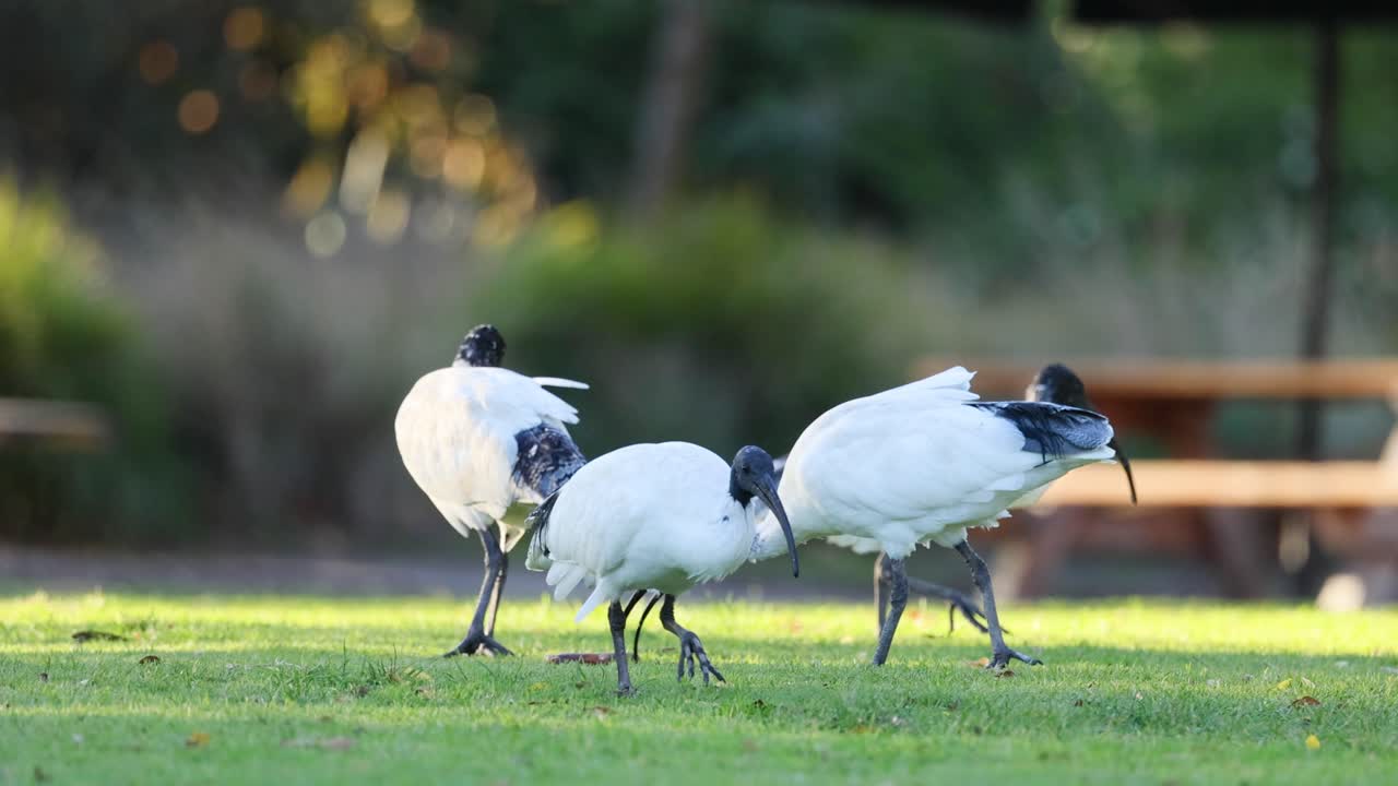 잔디 에서 음식 을 찾고 있는 세 마리 의 이비스
