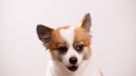 a joyful little fawn and white dog, puppy lying on a pink rug with a white wall in the background